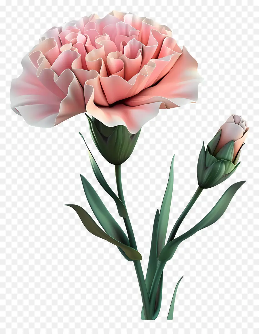 Flor 3d，Clavel Rosa PNG