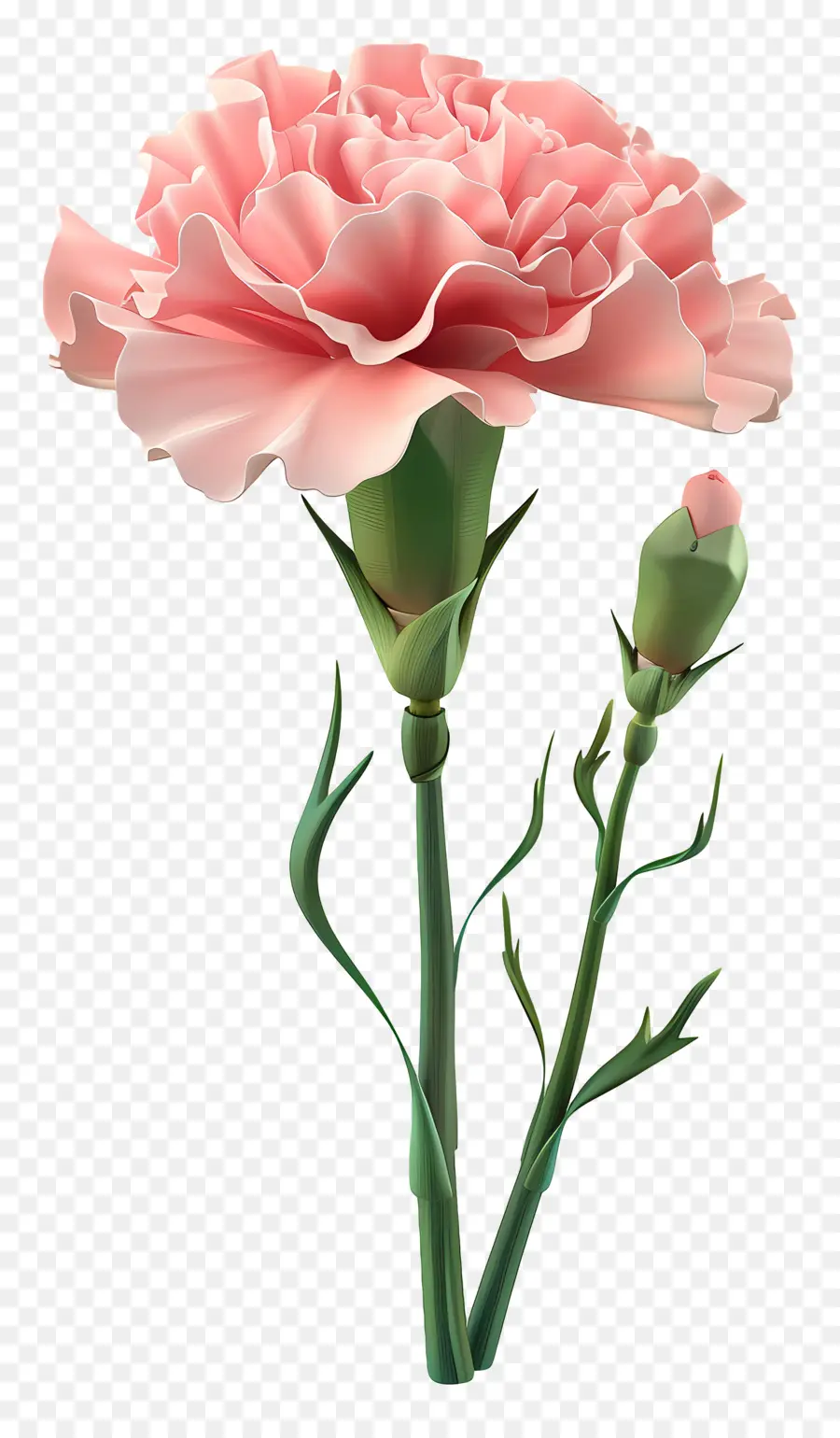 Flor 3d，Clavel Blanco PNG