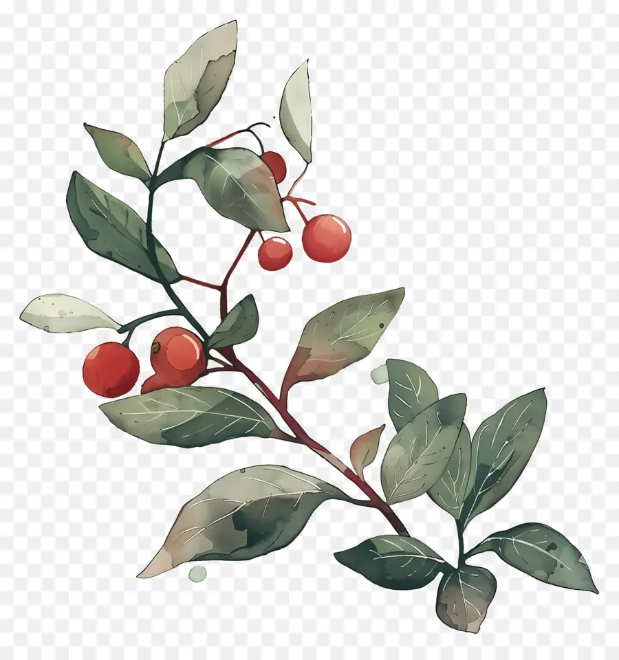 Planta De Café Acuarela，Frutos Rojos PNG