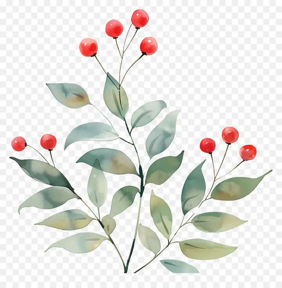 Planta De Café Acuarela，Frutos Rojos PNG