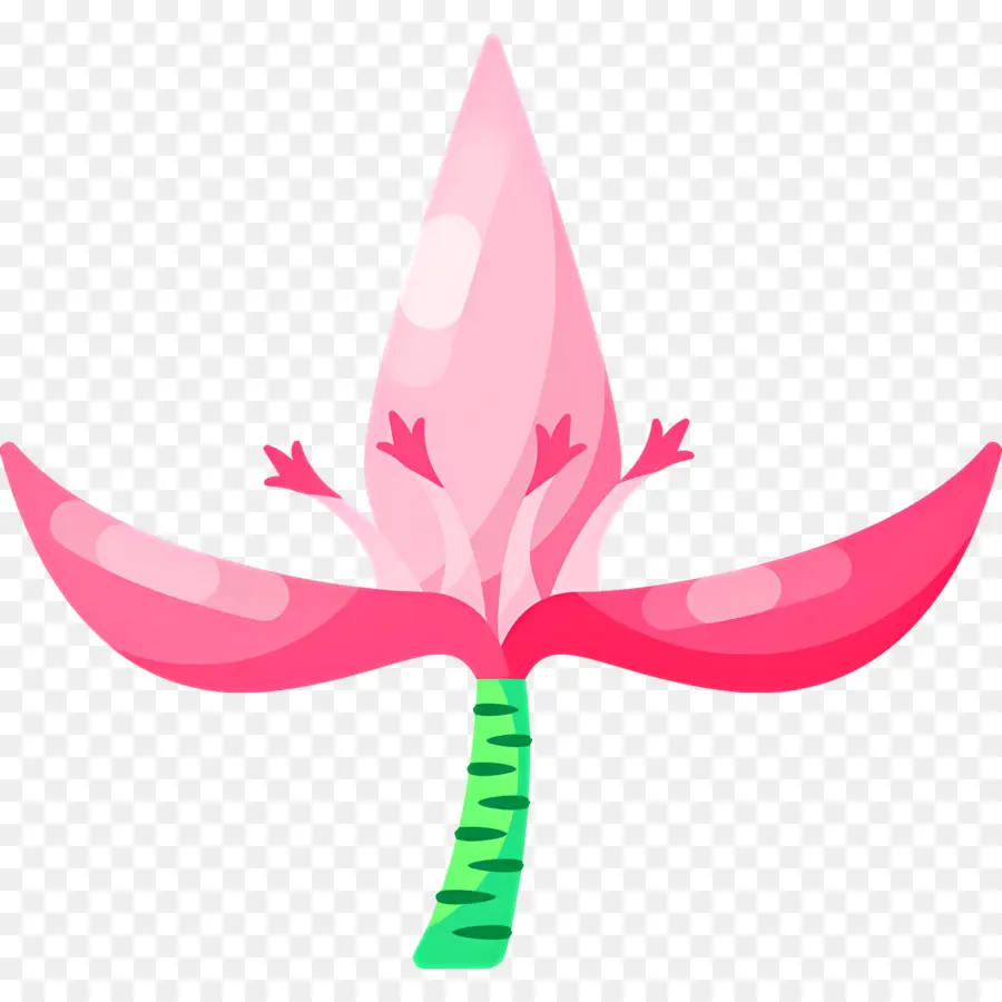 Flor Rosa，Flor Exótica Rosa PNG