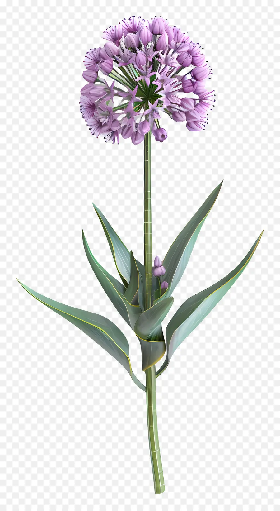 Flor De Allium Modelo 3d，Sola Flor Morada PNG