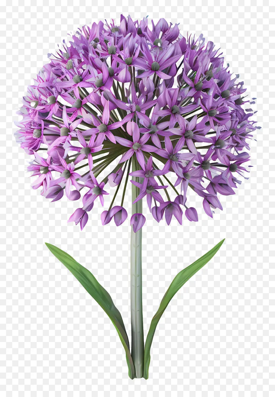 Flor De Allium Modelo 3d，Flores Moradas PNG