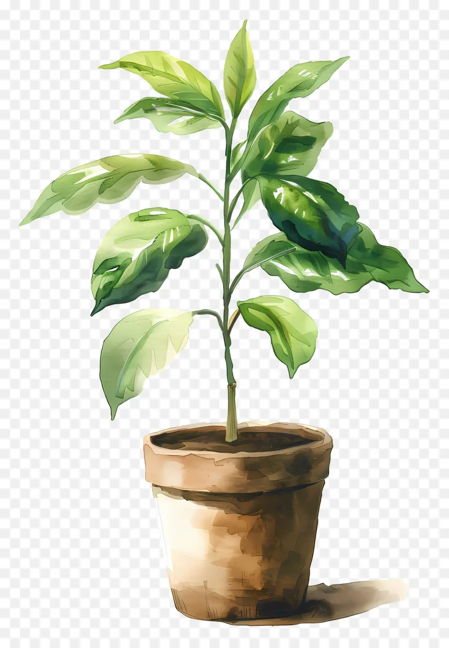 Planta De Acuarela，Planta En Maceta PNG