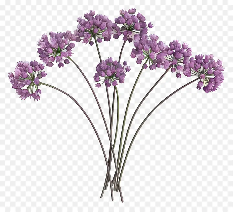 Flor De Allium Modelo 3d，Flores Moradas PNG