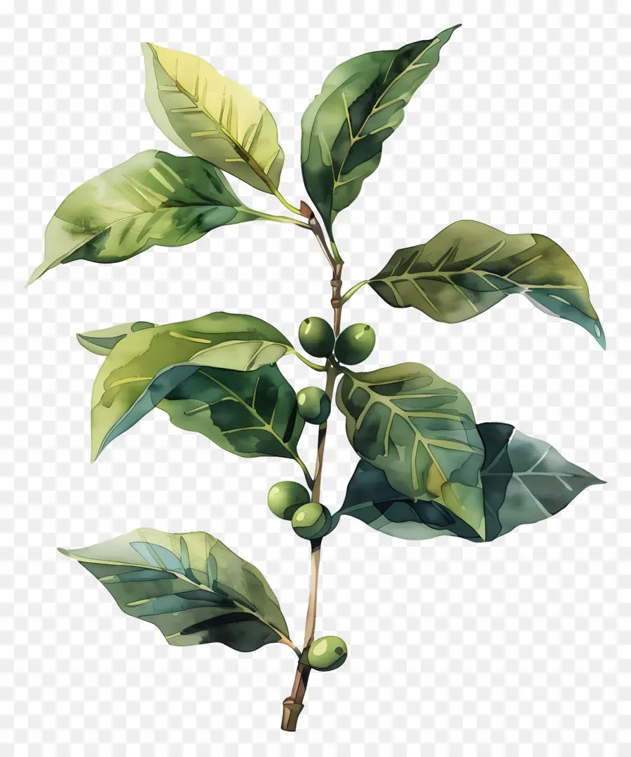 Planta De Café Acuarela，Rama Con Hojas PNG