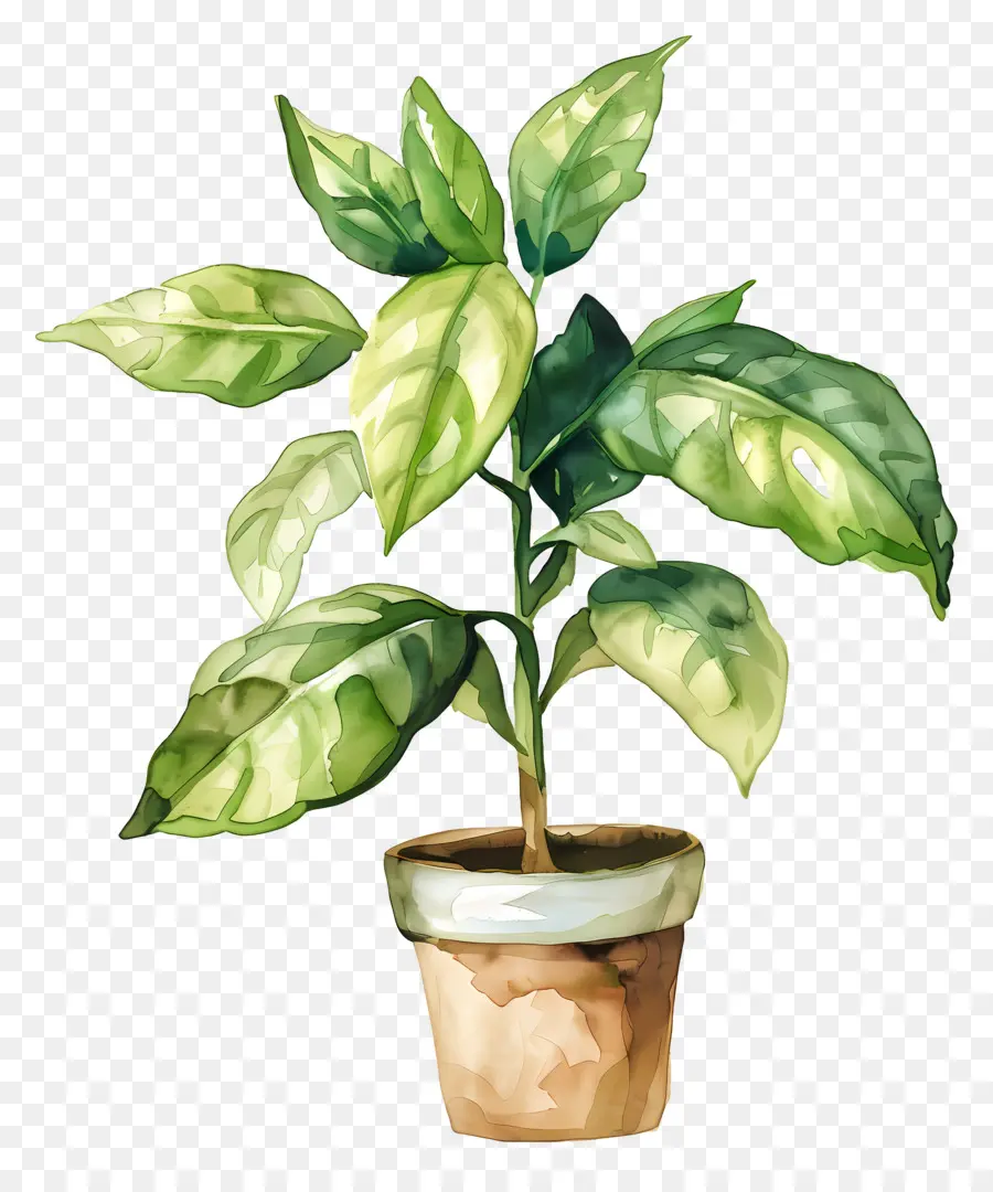 Planta De Acuarela，Planta En Maceta PNG