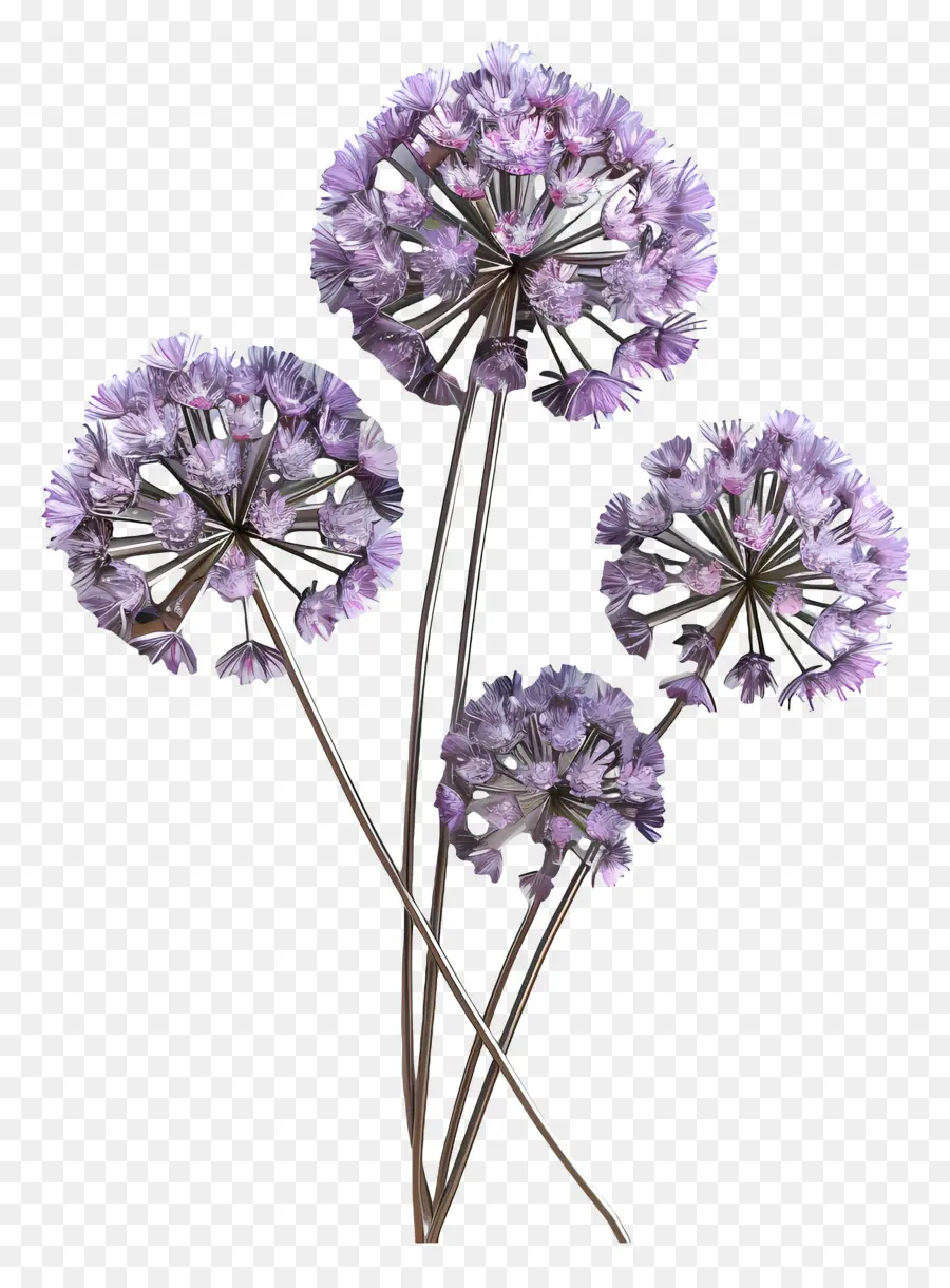 Flor De Allium Modelo 3d，Flores Moradas PNG