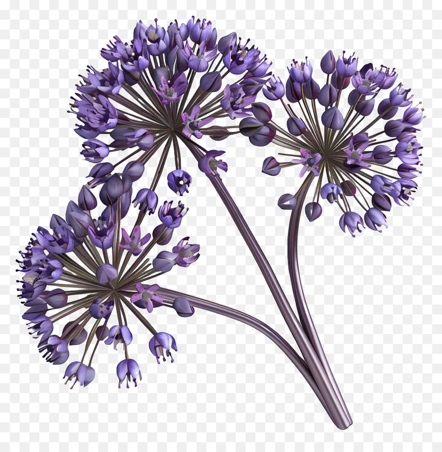 Flor De Allium Modelo 3d，Racimo De Flores Moradas PNG