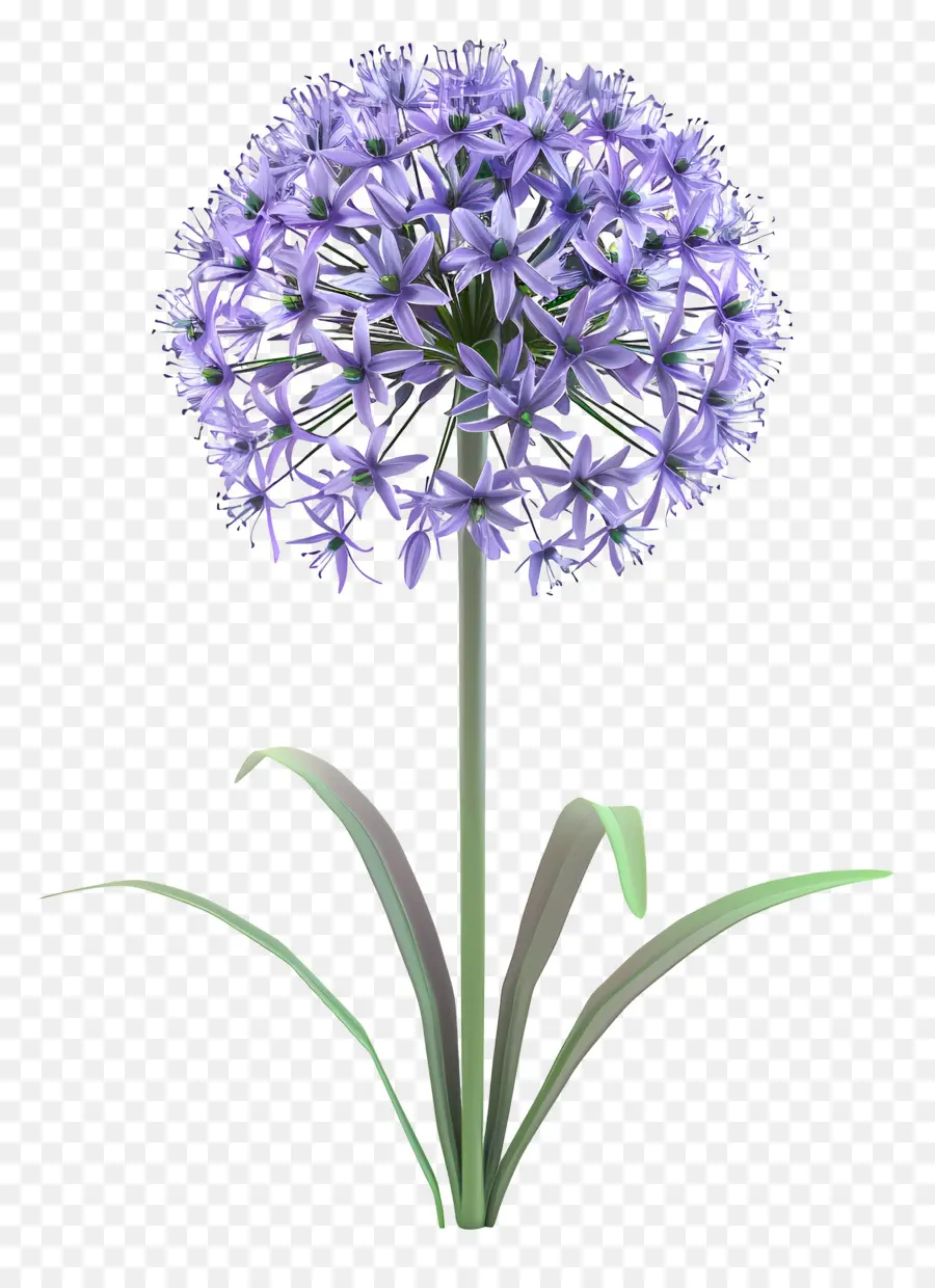 Flor De Allium Modelo 3d，Sola Flor Morada PNG