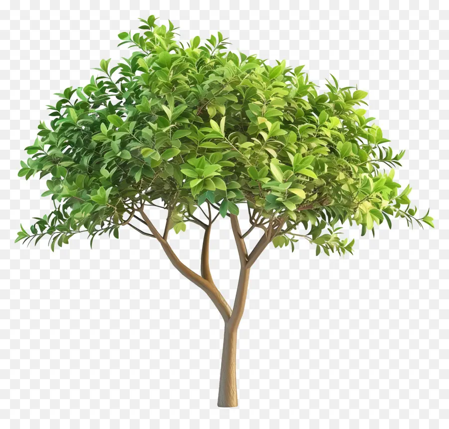 Árbol 3d，Árbol PNG