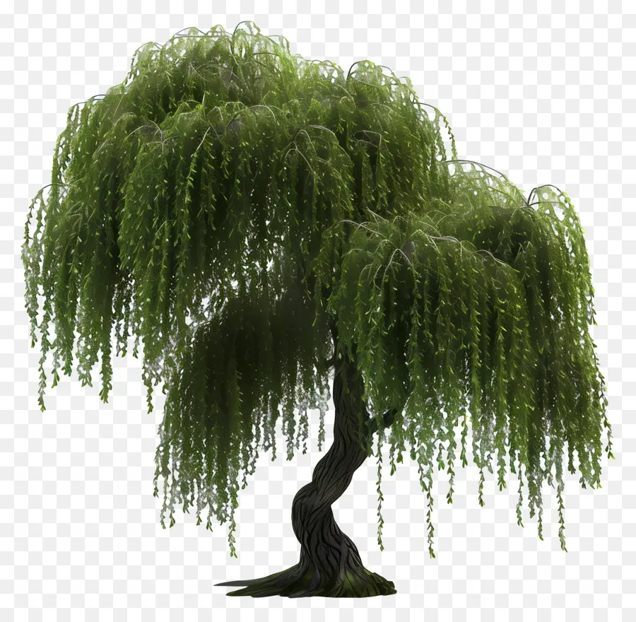 Árbol 3d，Sauce Llorón PNG