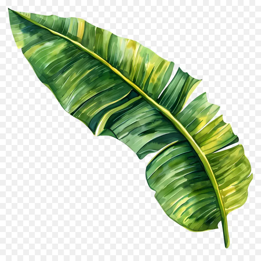 Hoja De Plátano，Hojas De Plátano PNG