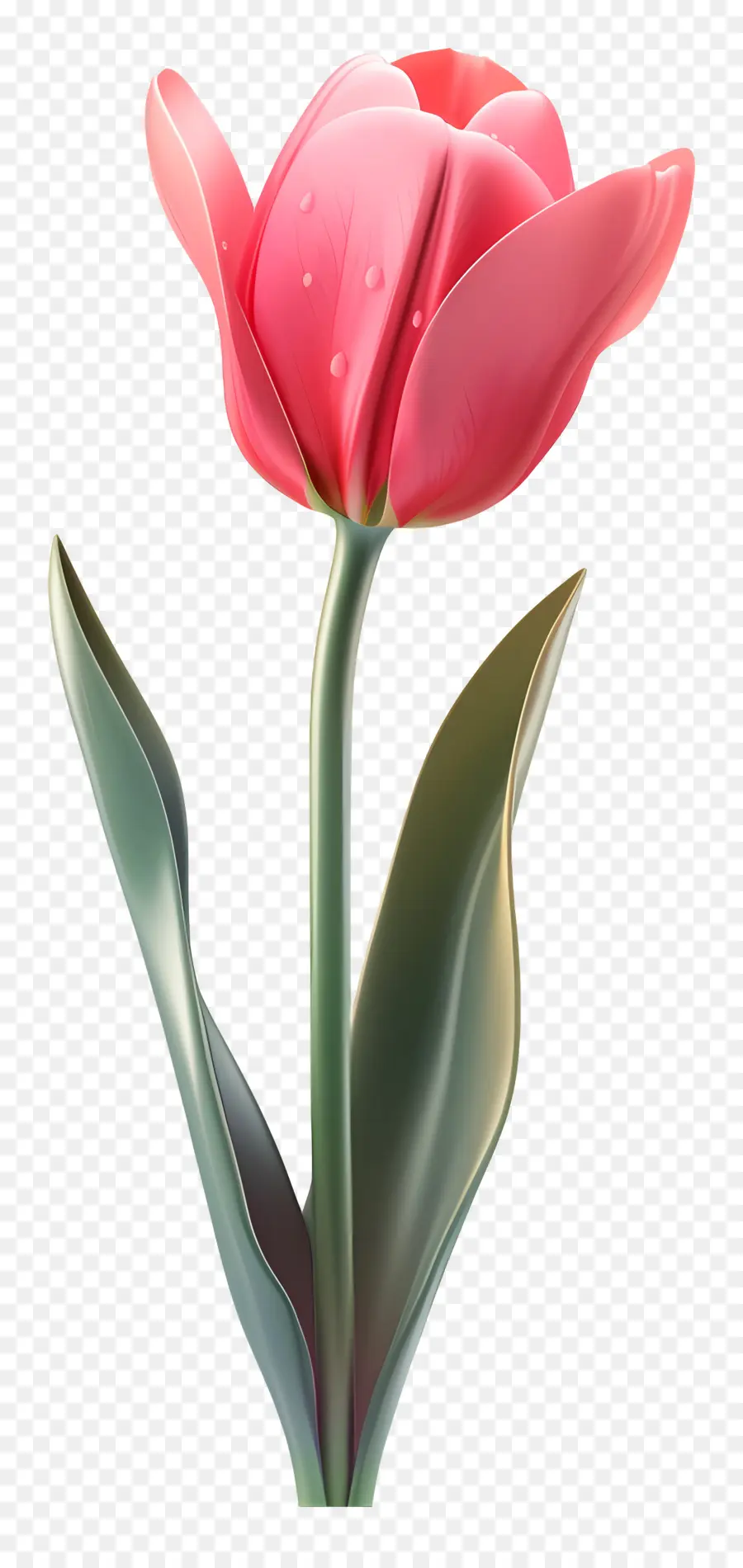 Flor 3d，Tulipán Rosa PNG