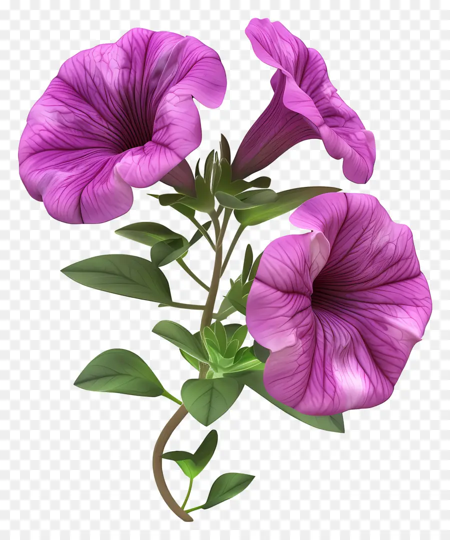 Flor 3d，Flores Rosadas PNG