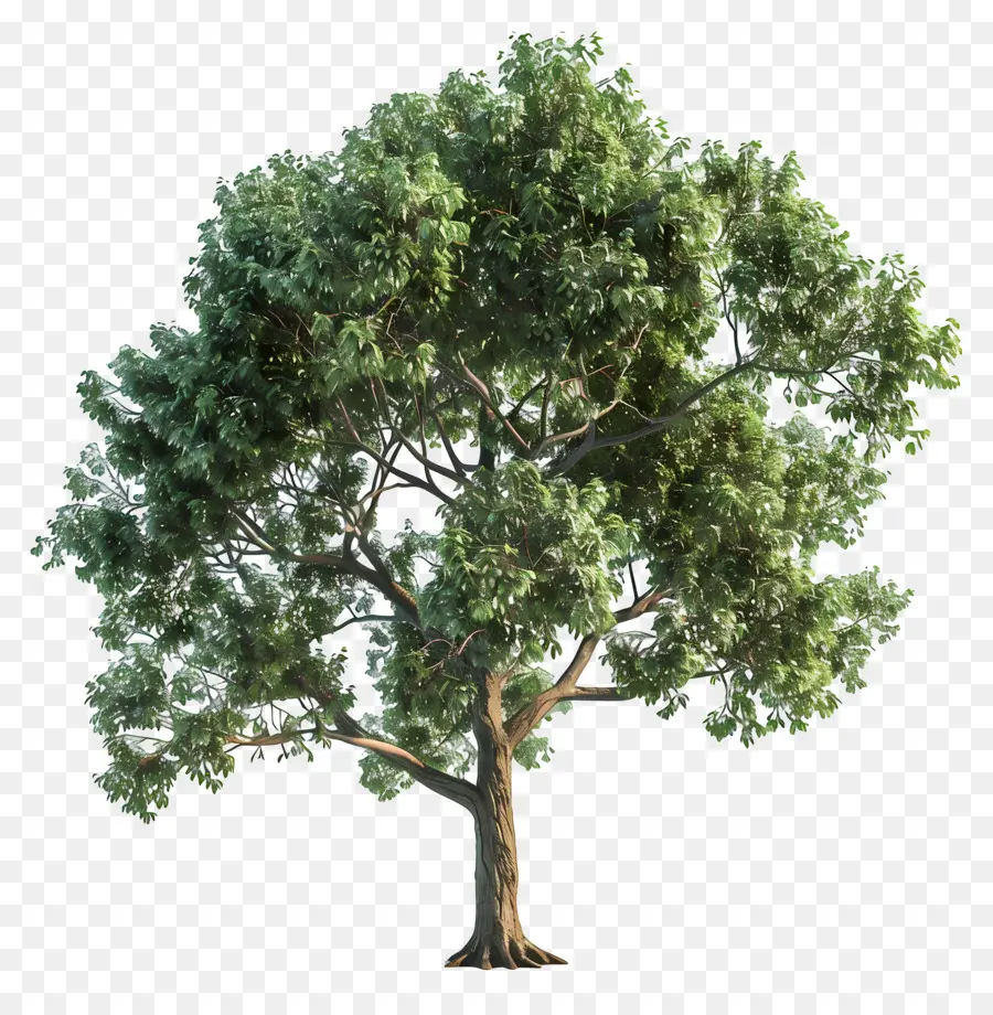 Árbol 3d，árbol Grande PNG