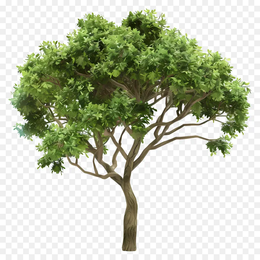 Árbol 3d，Árbol PNG