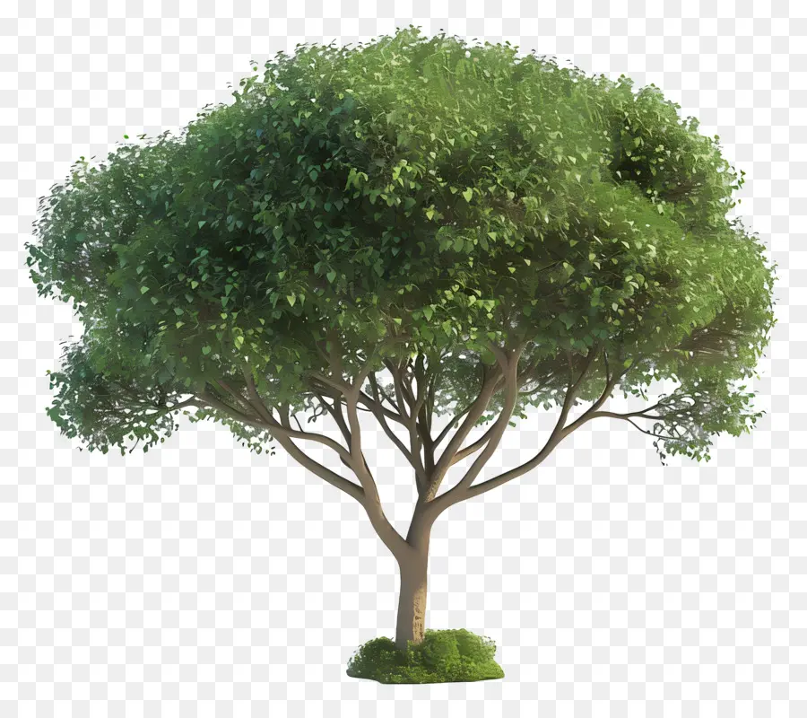 Árbol 3d，Árbol PNG