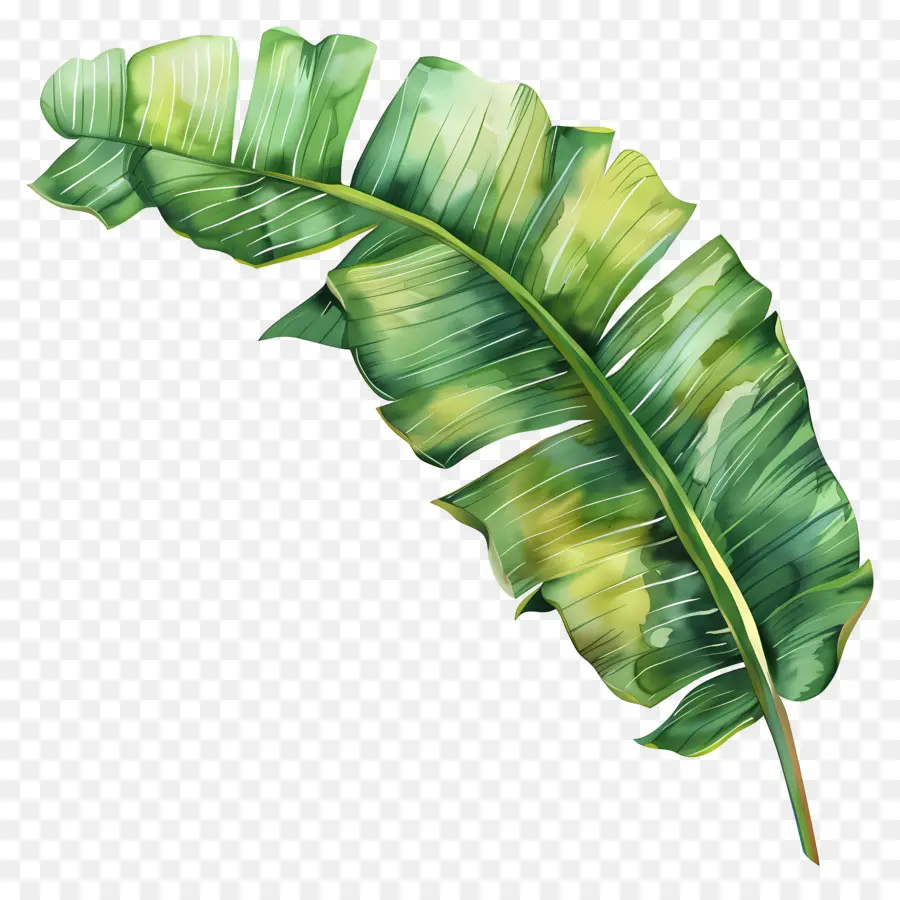 Hoja De Plátano，Hojas De Plátano PNG