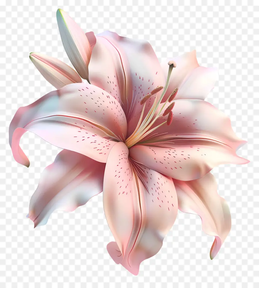 Flor 3d，Lirio PNG