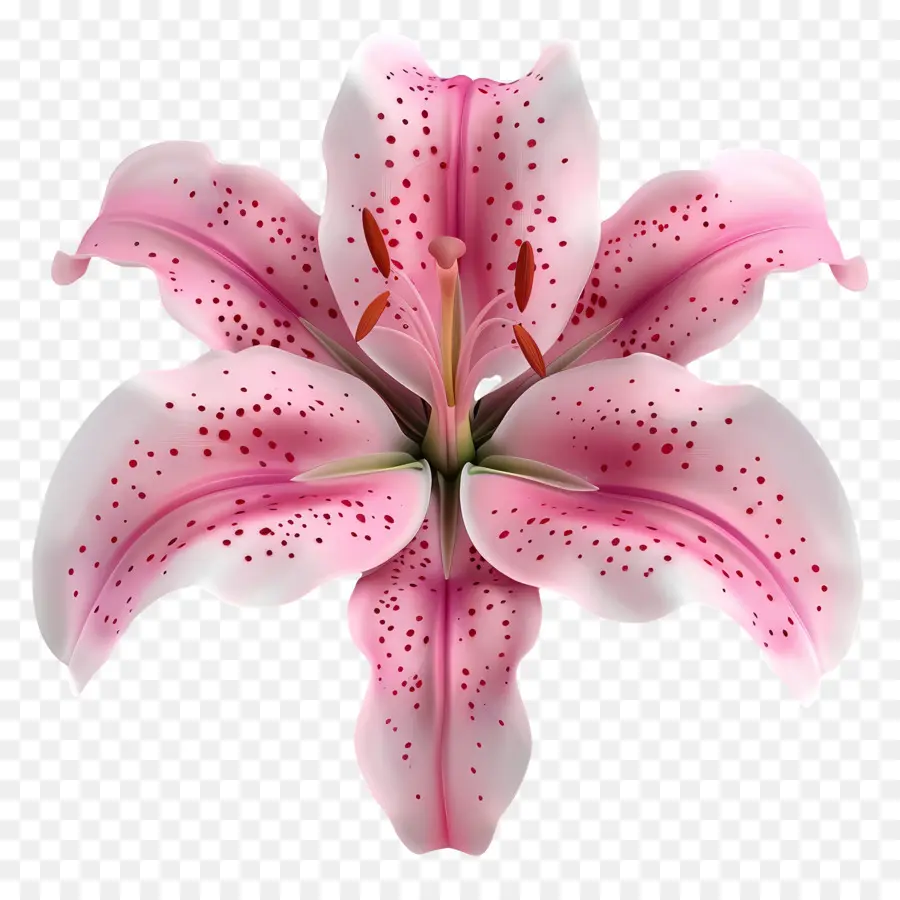 Flor 3d，Lirio Rosa PNG