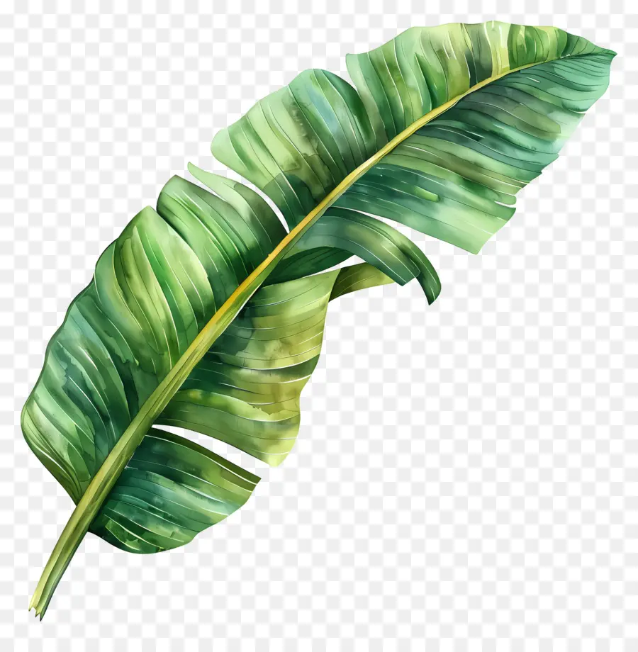 Hoja De Plátano，Hojas De Plátano PNG