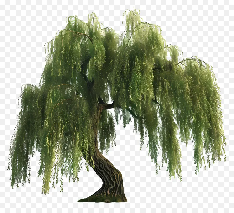 Árbol 3d，árboles Verdes PNG