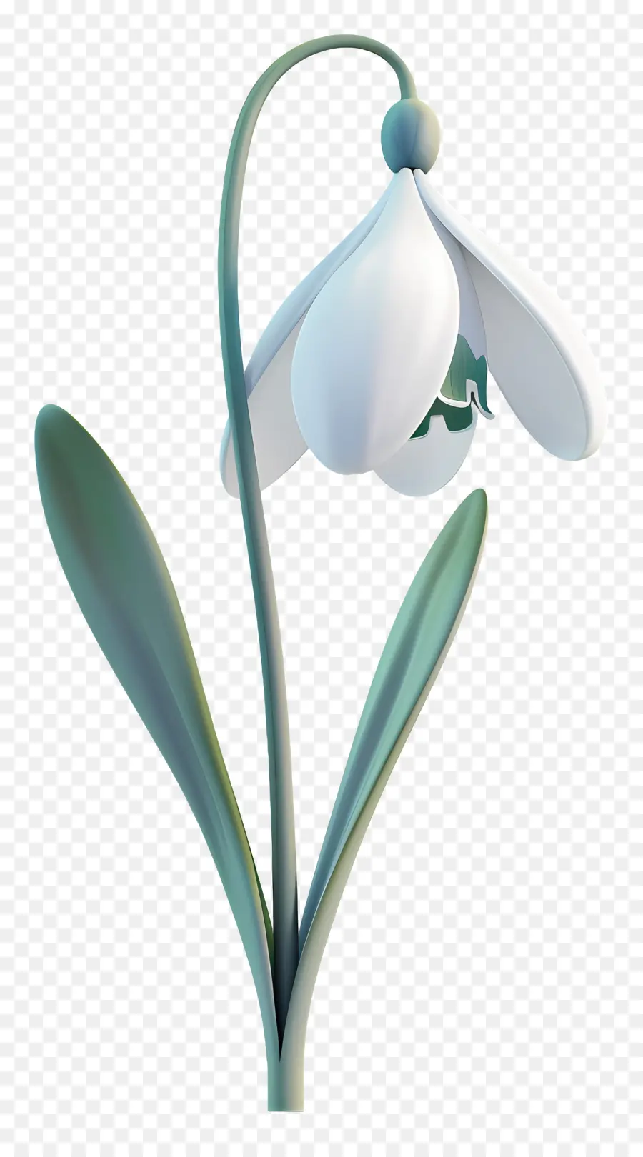 Flor 3d，Flor De Campanilla Blanca PNG