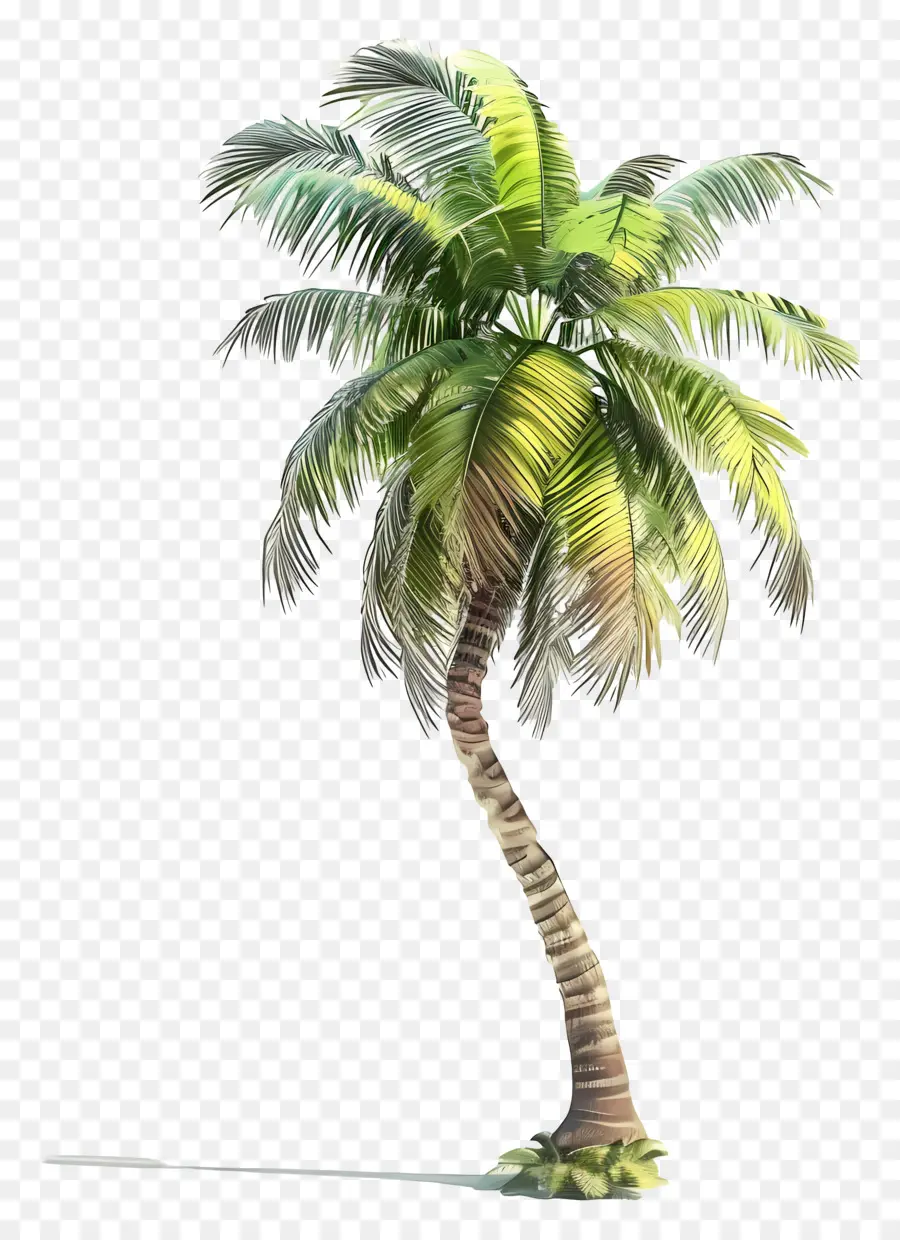 Árbol 3d，Palmera PNG