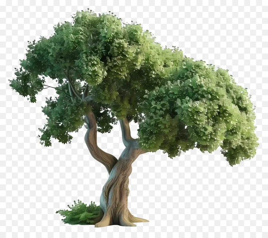 Árbol 3d，Árbol PNG