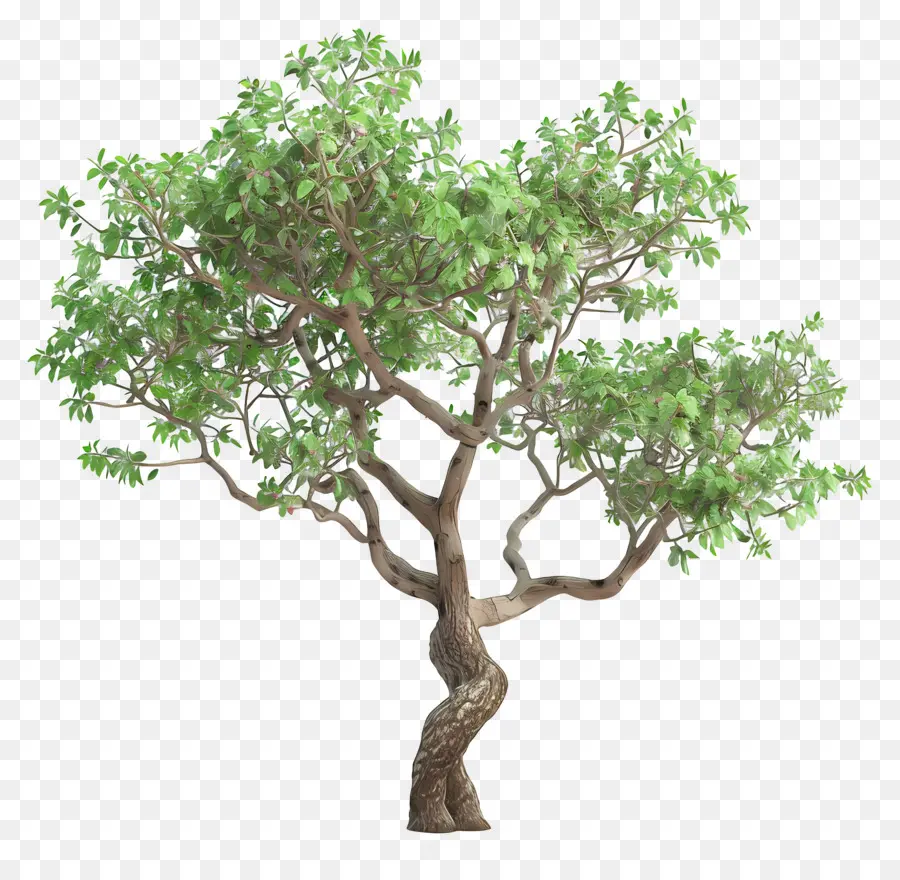 Árbol 3d，Árbol Bonsái PNG