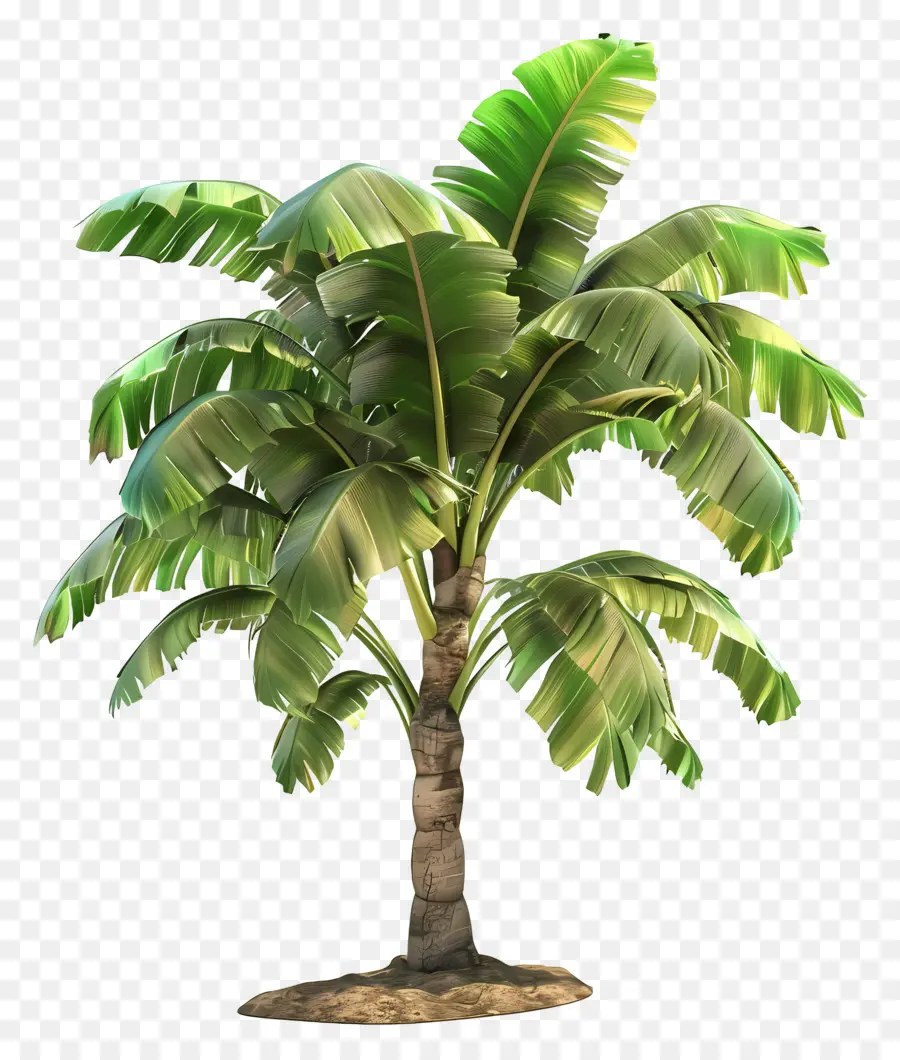 Árbol 3d，Palmera PNG