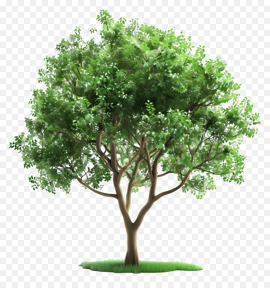 Árbol 3d，Árbol De Hoja Verde PNG