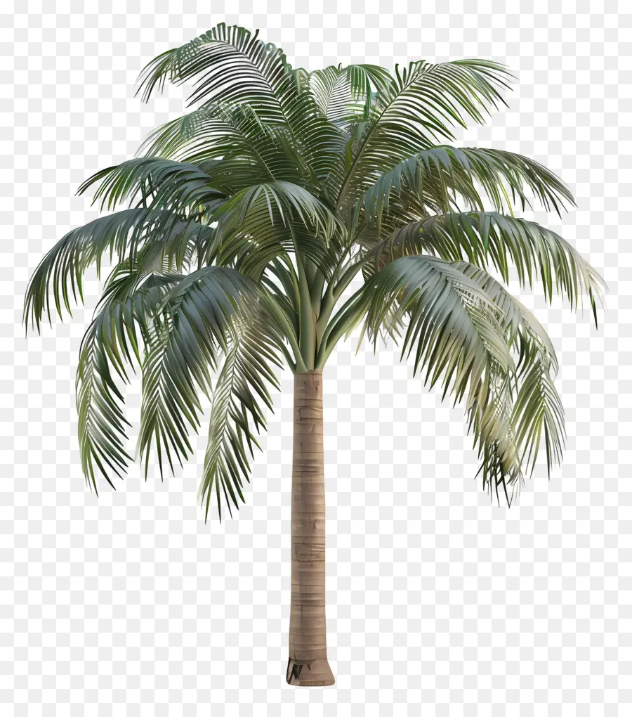 Árbol 3d，Palmera PNG