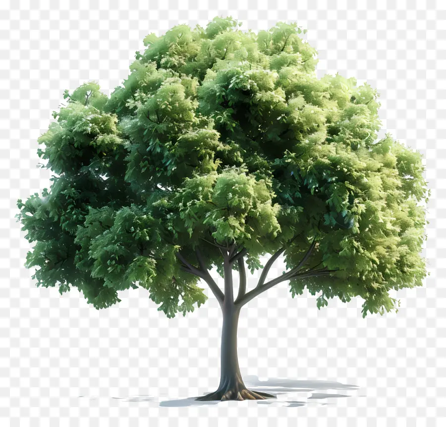 Árbol 3d，Árbol De Hoja Verde PNG