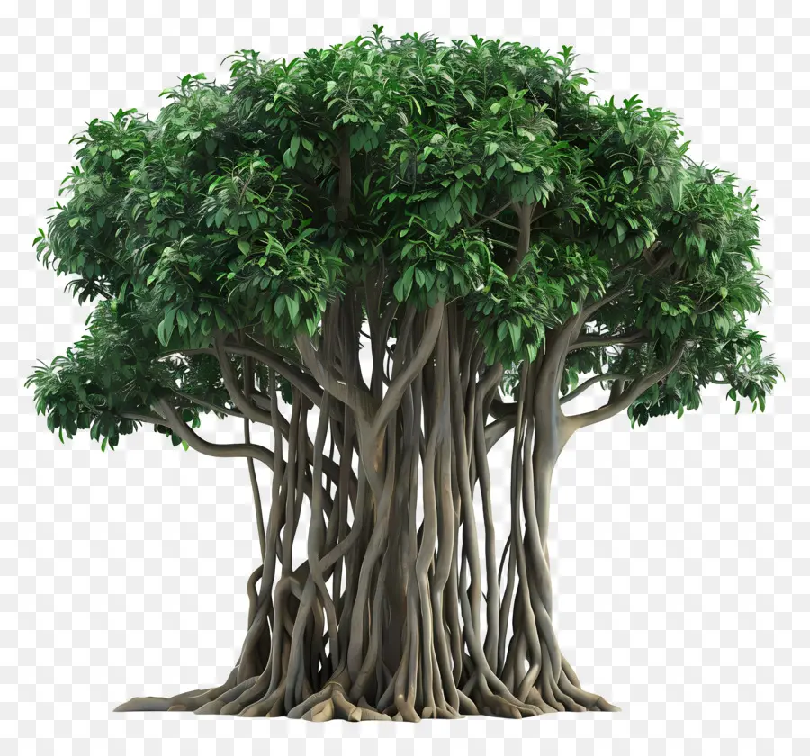 Árbol 3d，Árbol PNG