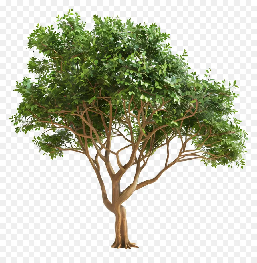 Árbol 3d，Árbol PNG