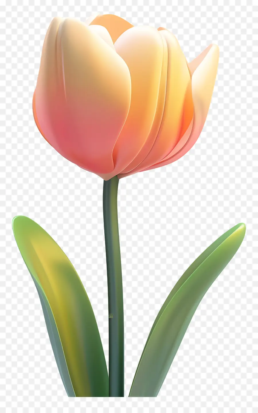 Flor 3d，Tulipán PNG