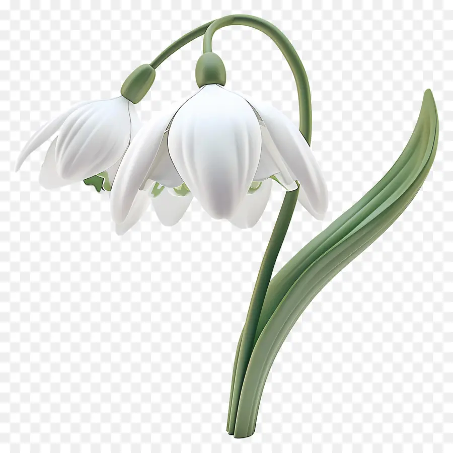 Flor 3d，Campanilla De Febrero PNG