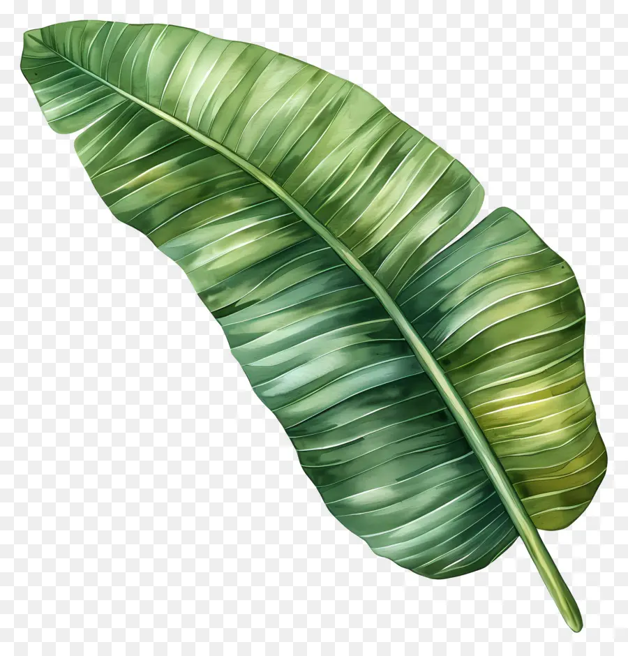 Hoja De Plátano，Hojas De Plátano PNG