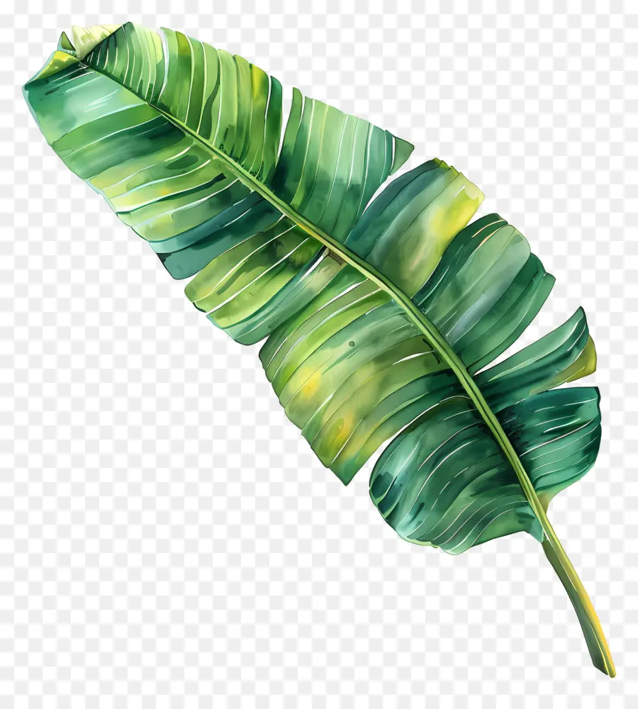 Hoja De Plátano，Hojas De Plátano PNG