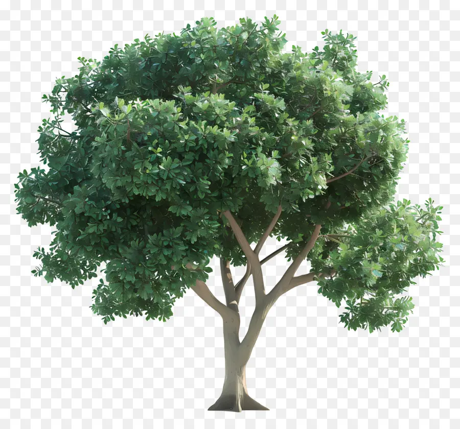 Árbol 3d，Árbol De Hoja Verde PNG