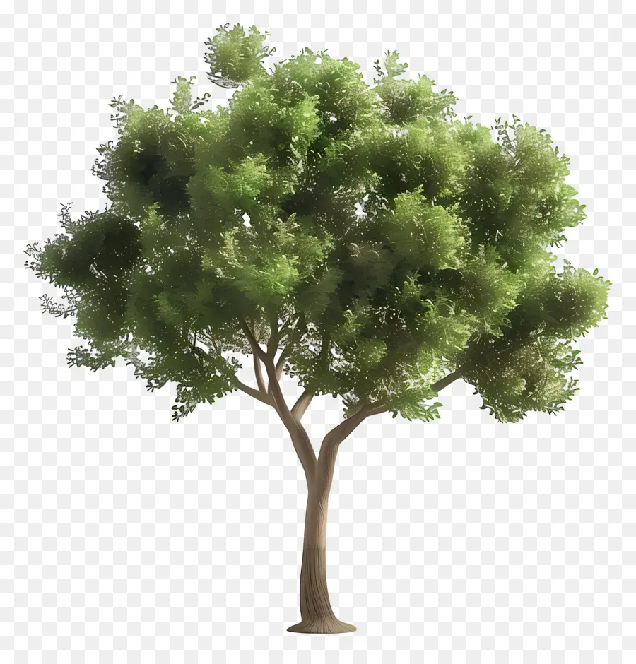 Árbol Animado，árbol Verde PNG