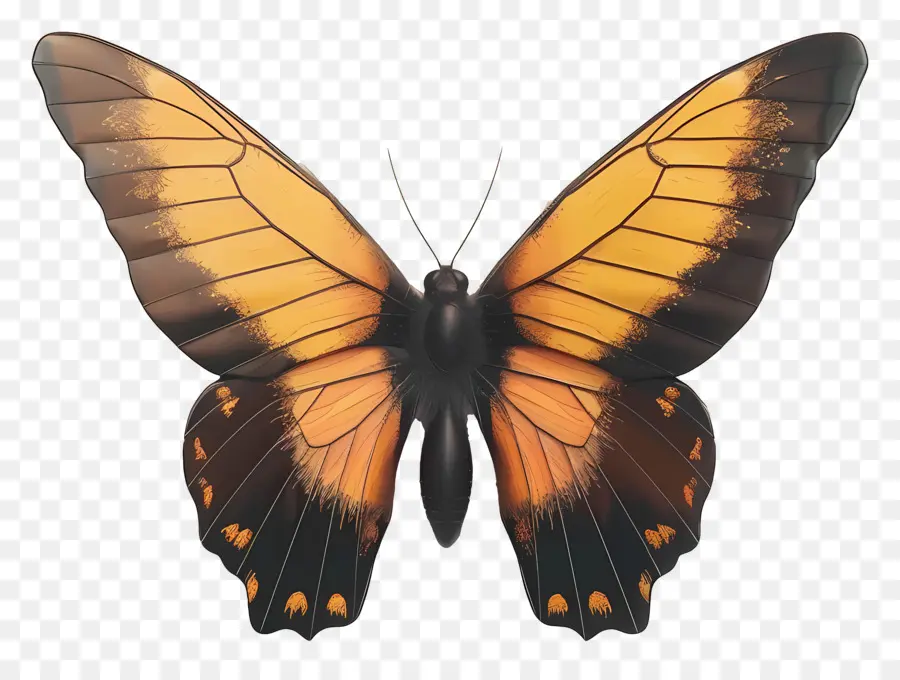 Mariposa Animada，Mariposa Colorida PNG