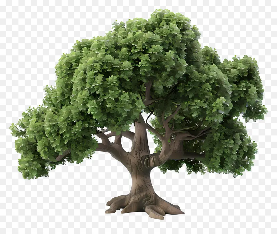 Árbol 3d，Árbol PNG