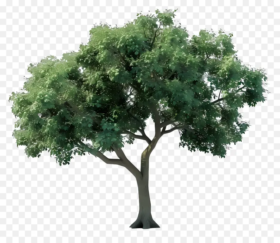 Árbol Animado，árbol Grande PNG