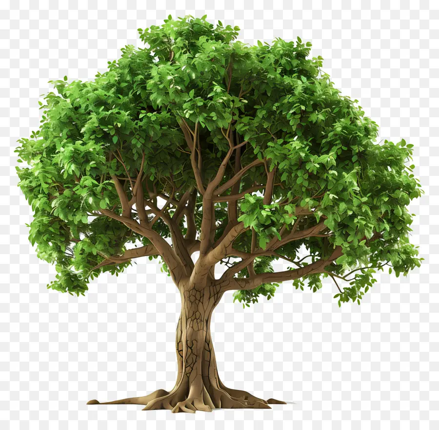 Árbol 3d，Árbol De Hoja Verde PNG