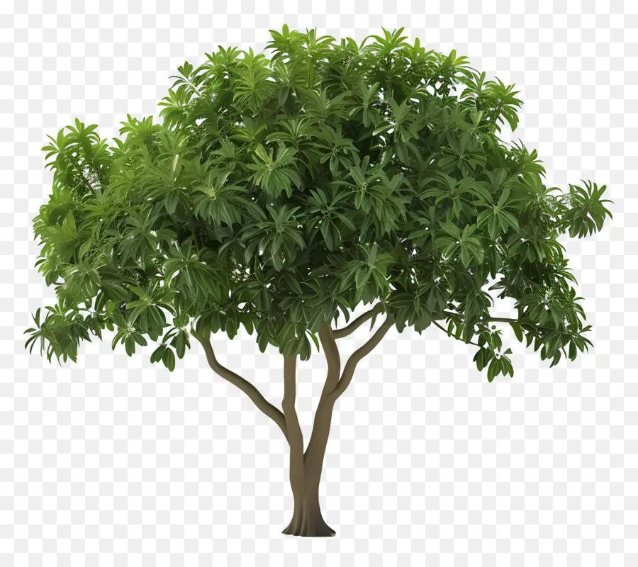 Árbol Animado，Árbol PNG