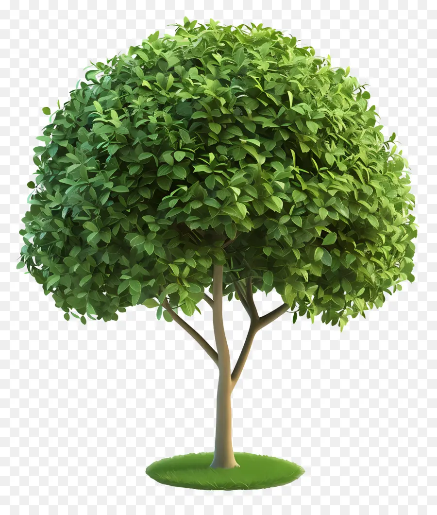 Árbol 3d，árbol Verde PNG