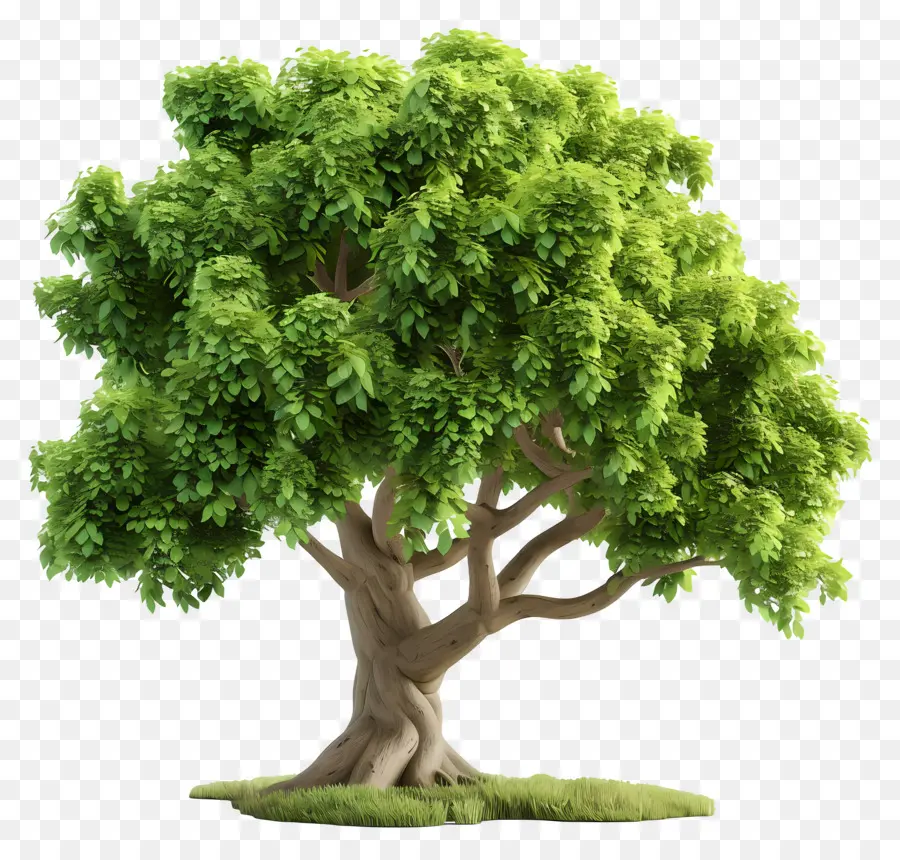 Árbol Animado，Árbol PNG